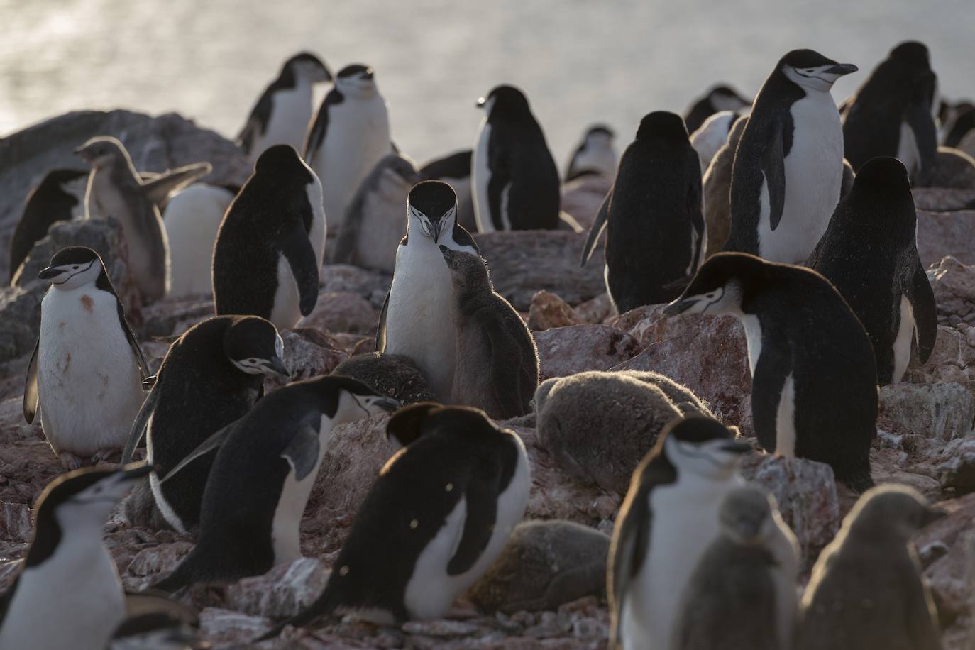 Pingüinos, unas de las víctimas del cambio climático en el Polo Sur. 