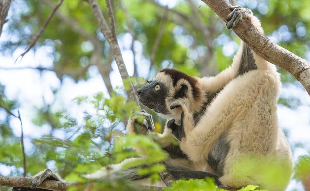 Una de las especies de lemures presentes en los bosques de Madagascar. 