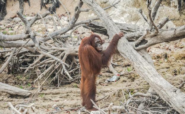 Un orangután en medio de lo que fue un bosque, en Sumatra. 