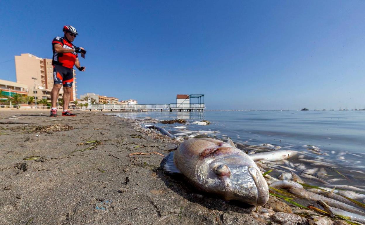 Imágen de cientos de peces muertos en el Mar Menor. 