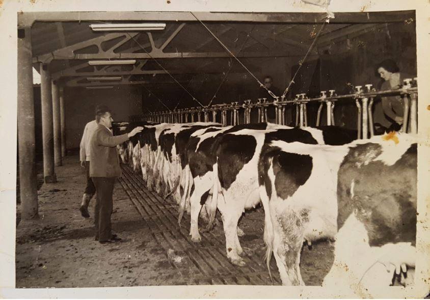 El abuelo de Livia, Juan Angel, con sus vacas en el caserío de Amurrio. 