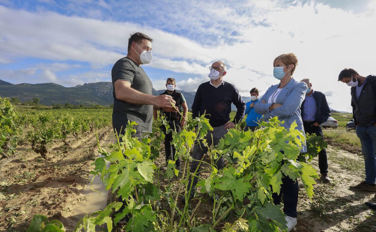Ramio González y la consejera Arantxa Tapia escuchan las explicaciones de un viticultor de Rioja Alavesa.