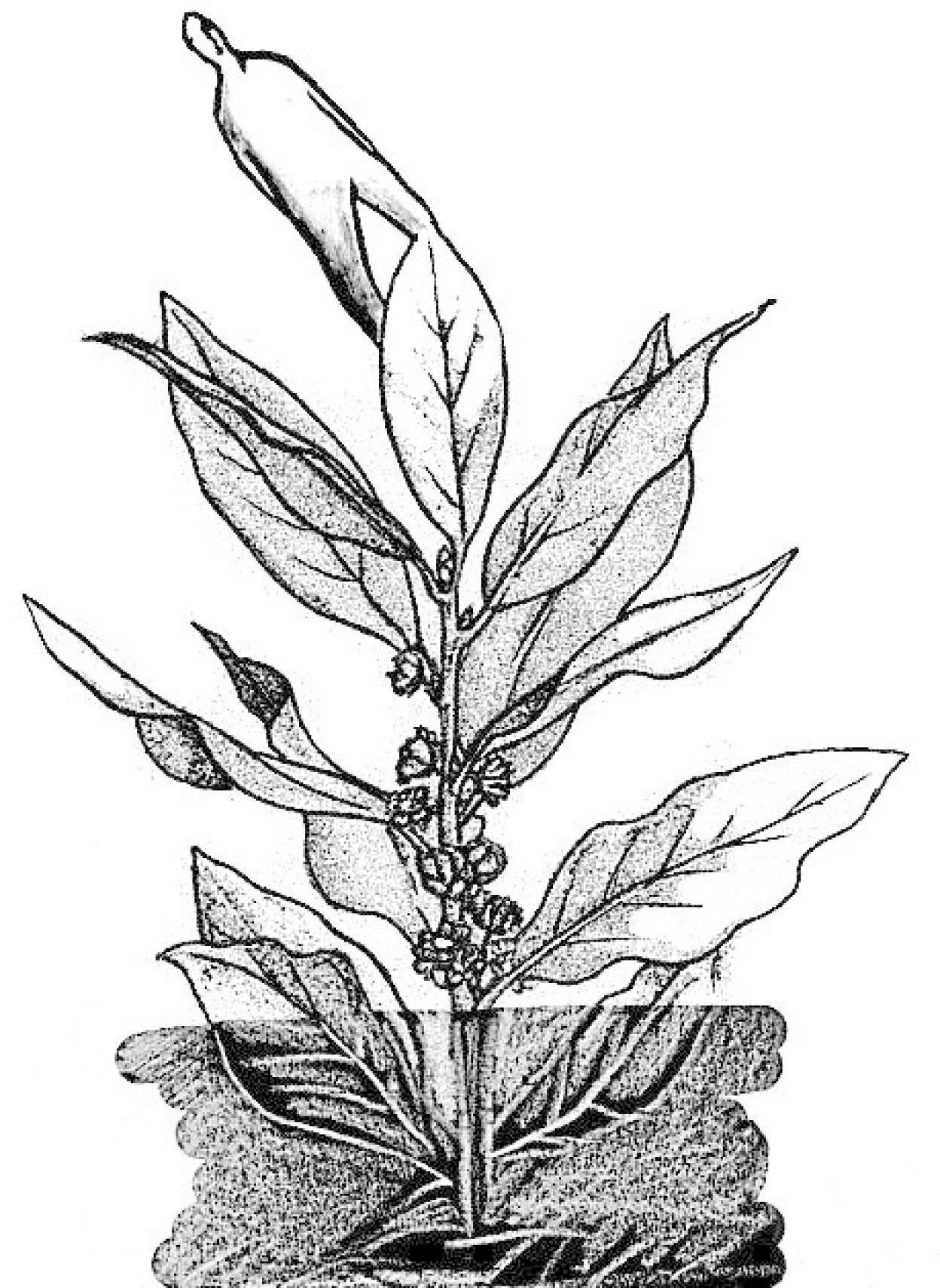 TSJPV y pasaporte covid