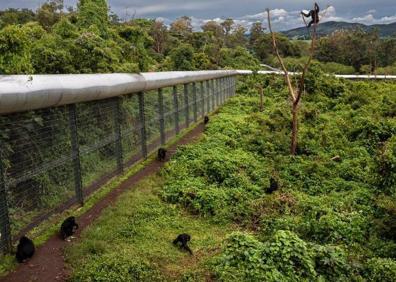 Imagen secundaria 1 - En la imagen superior: Itsaso Vélez del Burgo durante una operación a un chimpancé en el santuario Lwri; abajo a la izquierda, uno de los recintos del centro de recuperación de primates; abajo a la derecha: Lorena Aguirre junto a Mana Zawadi.