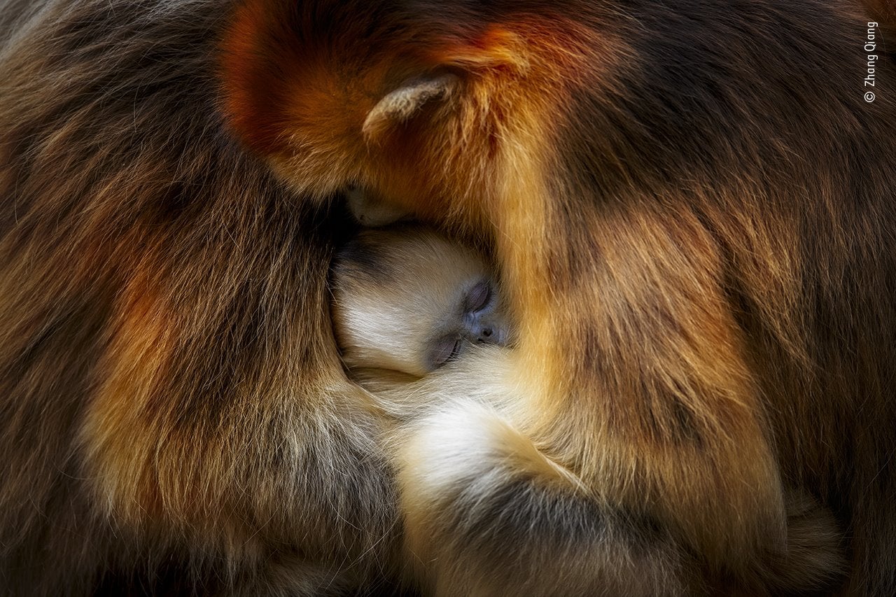 Zhang Qiang estaba visitando las montañas Qinling, en China, para observar el comportamiento del langur chato dorado​ de Sichuan. Los bosques templados de las montañas, amenazados por la explotación forestal, son el único hábitat de estos monos en peligro de extinción. A Qiang le encanta observar la dinámica del grupo familiar, y lo cercanos y amigables son estos monos entre ellos. Cuando llega el momento de descansar, las hembras y los jóvenes se apiñan para obtener calor y protección. Esta imagen captura a la perfección ese momento de intimidad. La inconfundible cara azul del joven mono se acurrucaba entre dos hembras, mientras su llamativo pelaje de color naranja dorado quedaba salpicado por la luz.