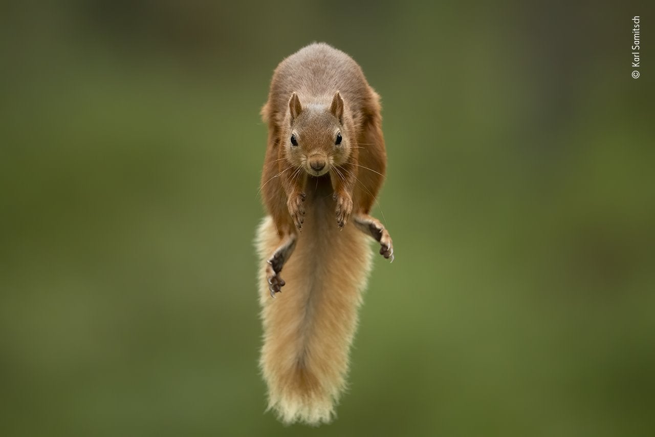 Karl Samitsch estaba en Cairngorms, Escocia, con un amigo que lo llevó a un bosque donde las ardillas rojas estaban acostumbradas a ser alimentadas cuando tomó esta instantánea. Colocaron avellanas en las ramas opuestas de dos árboles y luego Karl colocó su cámara en un trípode entre las ramas mirando hacia la dirección en que una ardilla podría saltar. Configurando su cámara para el enfoque automático, esperó con equipo de camuflaje entre la maleza sosteniendo un control remoto. Menos de una hora después, aparecieron dos ardillas. Mientras saltaban entre las ramas, activó el modo de ráfaga de alta velocidad en su cámara y capturó perfectamente el momento.