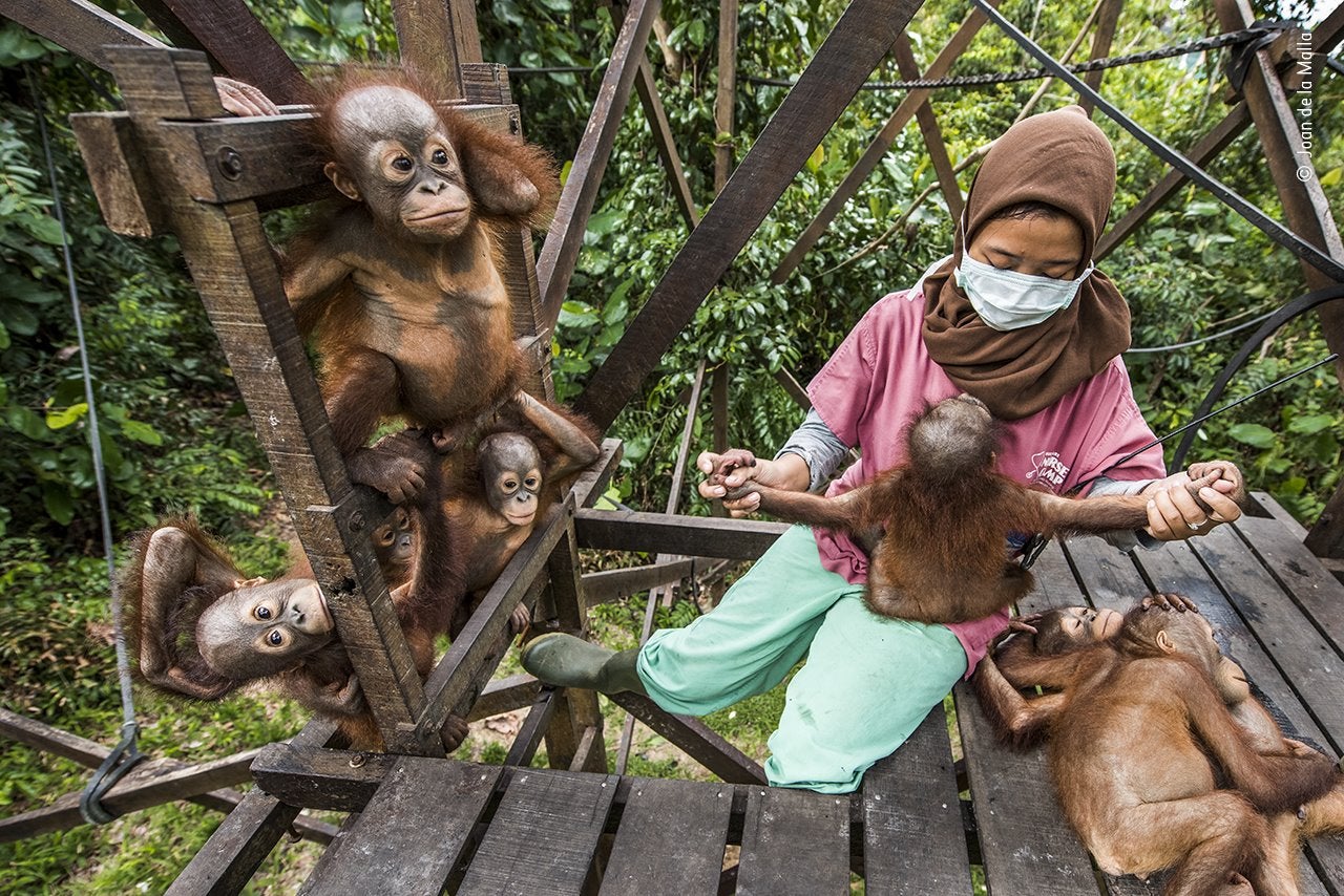 Debido a la sobreexplotación -tala industrial y roturación de tierras para el desarrollo de plantaciones- las selvas tropicales de Borneo están desapareciendo rápidamente. Debido a esto, las especies endémicas como el orangután están sufriendo y muriendo debido a la pérdida de hábitat, quedando bajo seria amenaza. International Animal Rescue lleva a cabo la loable tarea de rescatar orangutanes huérfanos o heridos. Les dan la atención médica que necesitan y los preparan para la reintroducción en el medio cuando es posible. Aquí, en un recinto forestal, un cuidador cuida de los bebés orangután: se les anima a mezclarse con otros de una edad similar, hacer refugios y buscar comida.