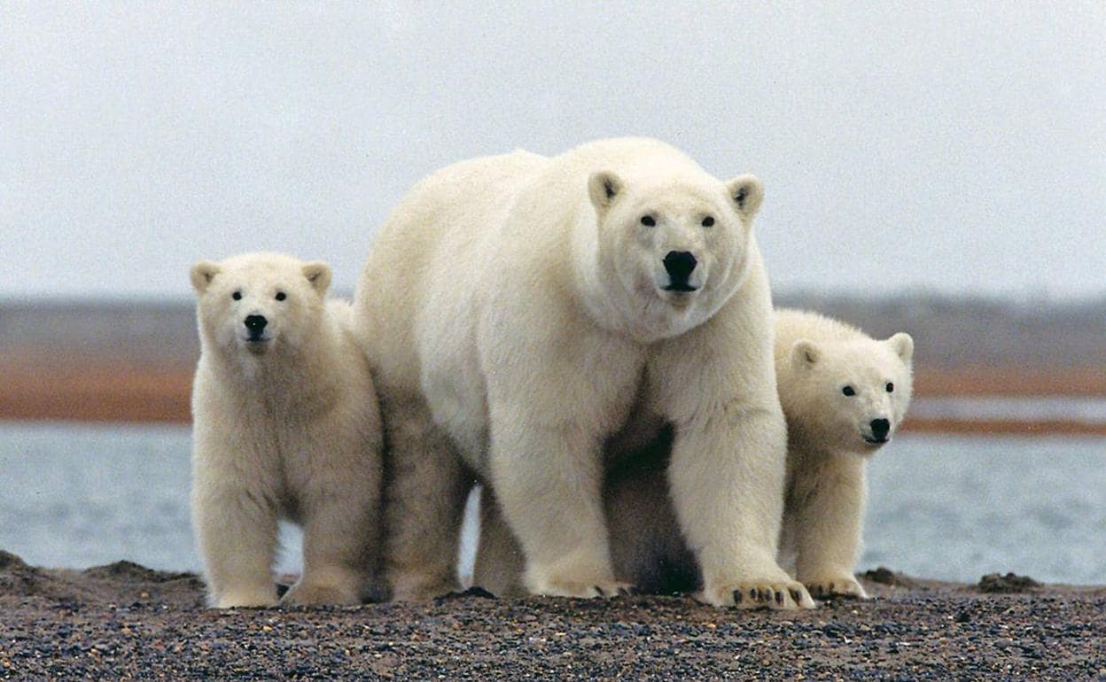 Ocho curiosidades del oso polar, el grande del planeta | El Correo
