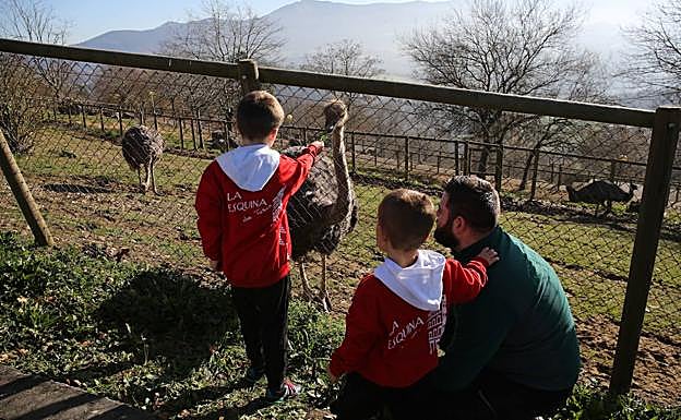 Avestruces en el parque del Karpin, en Karrantza.