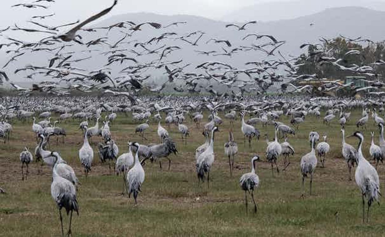 Gripe aviar H5N1: una amenaza latente que debemos vigilar