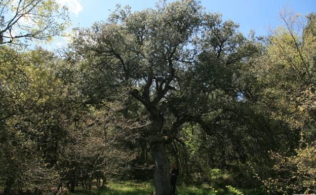 A la sombra de 10 árboles singulares | El Correo