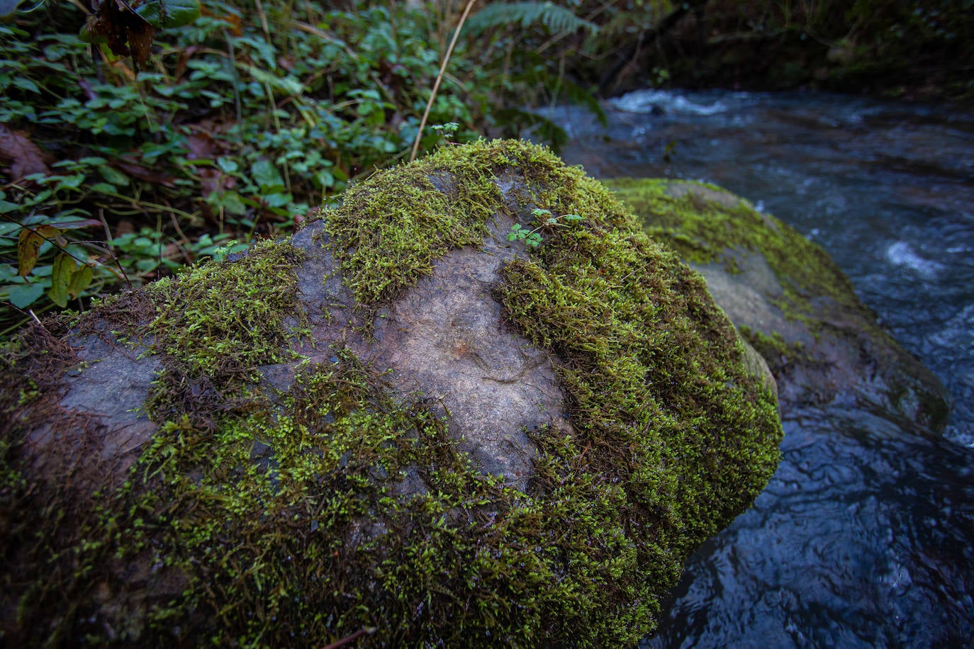 Fotos: Dos bosques que nada tienen que ver