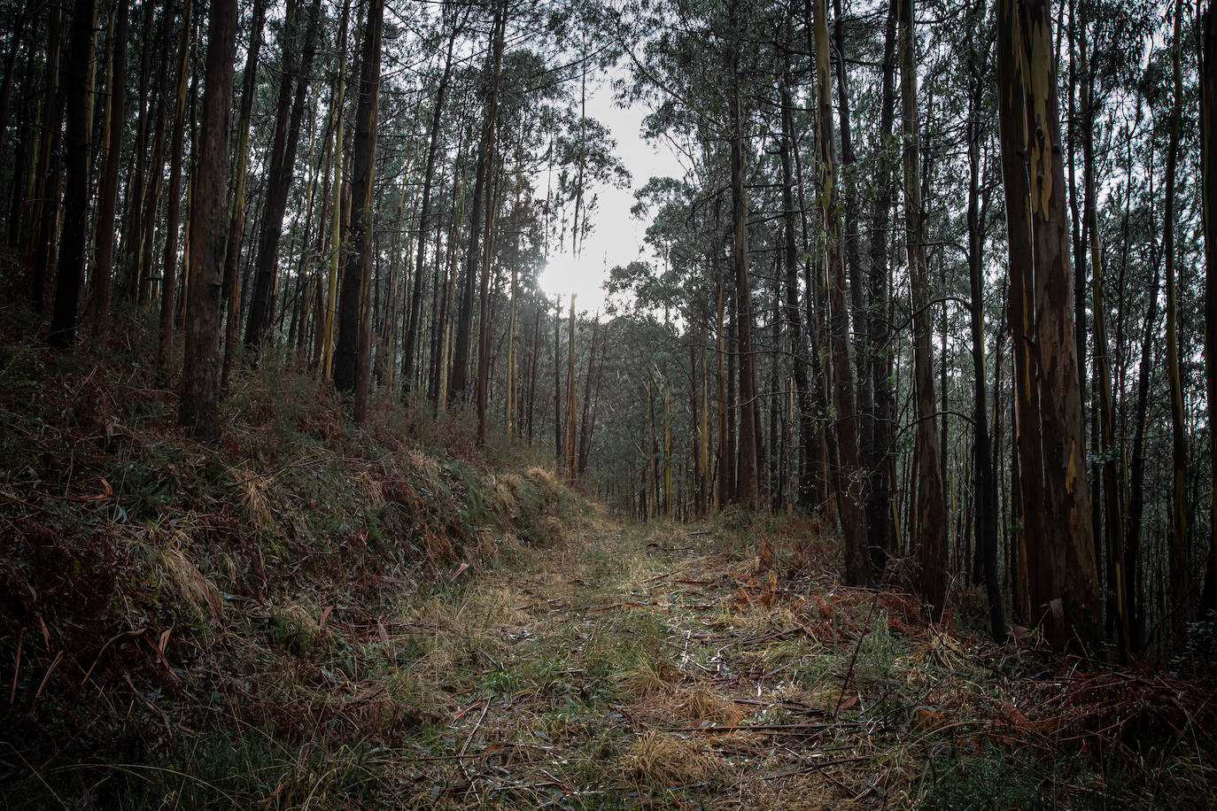 Fotos: Dos bosques que nada tienen que ver