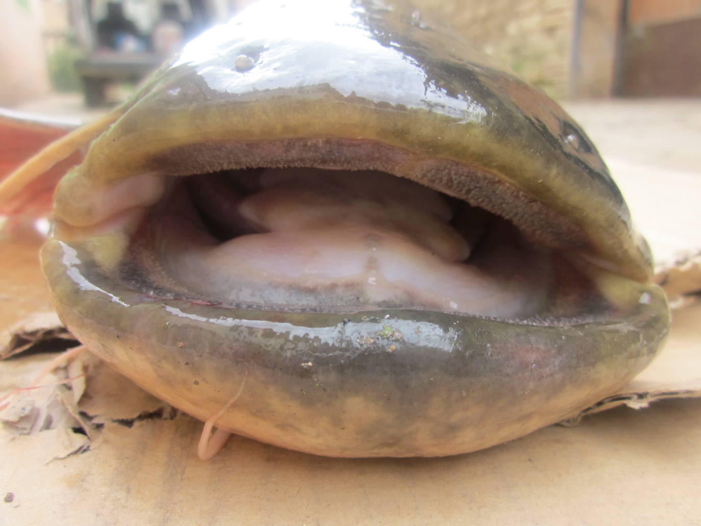 Fotos: Pesca de grandes depredadores en Ulibarri