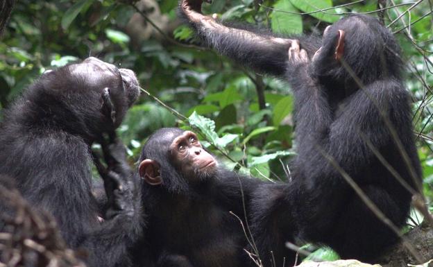 Suzee, Sassandra y Olive, tres chimpancés de la comunidad del parque nacional de Loango.