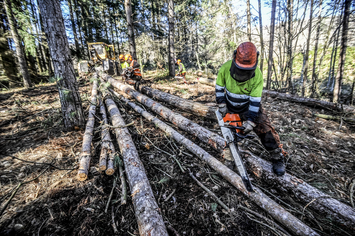 Fotos: Así trabajan los rematantes en Álava, uno de los oficios más duros que existen