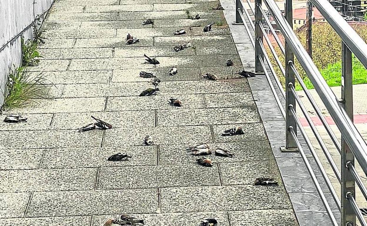 Los pájaros aparecieron en el acceso de la calle Monte Elorriaga. 