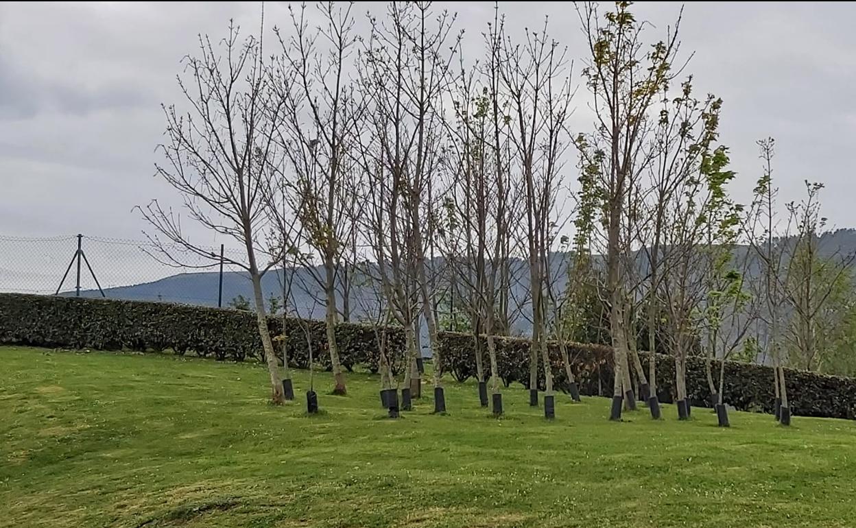 Portugalete alcanza los 11.500 árboles con la plantación de robles  autóctonos | El Correo