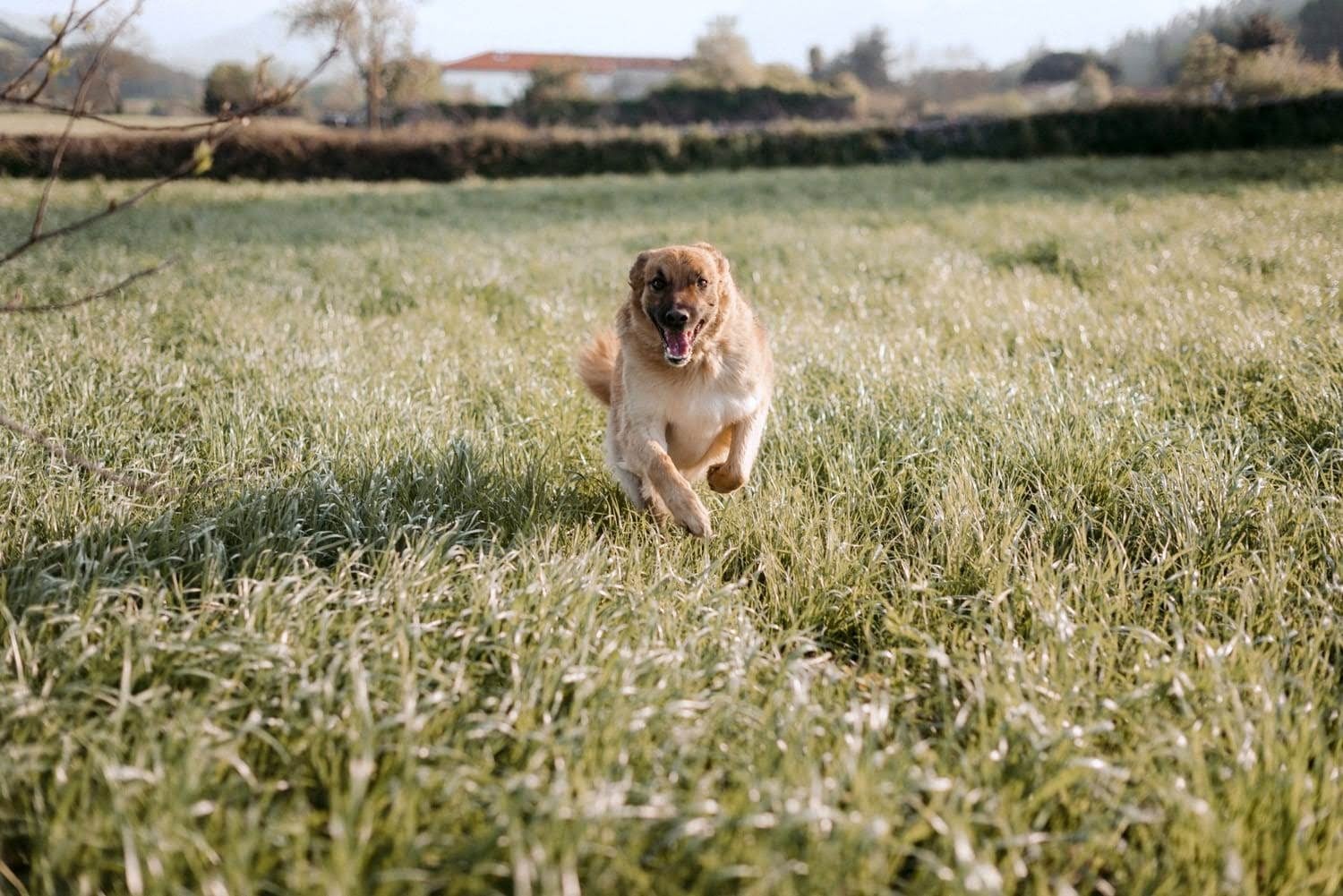 Fotos: La emotiva historia de Vega, una perrita adoptada por una fotógrafa bilbaína