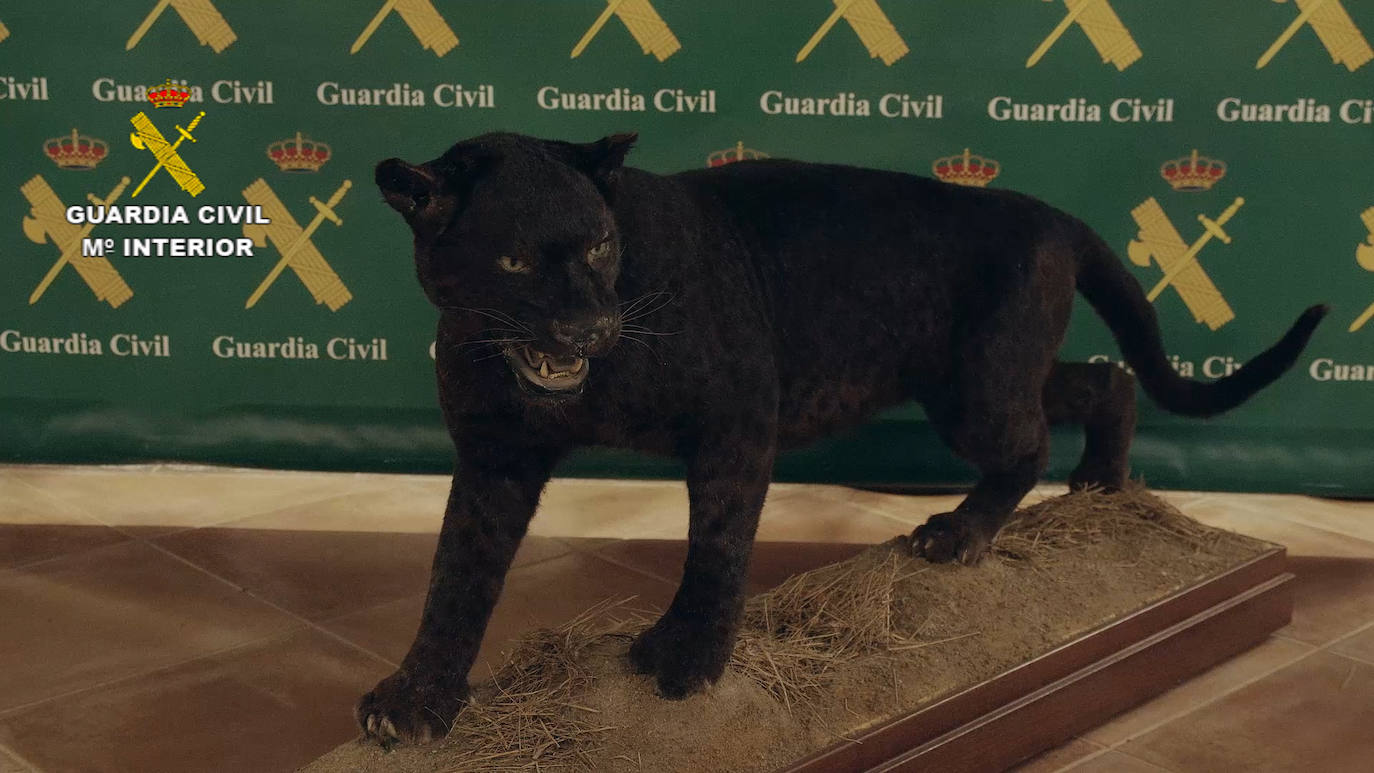 Fotos: La Guardia Civil interviene en Bétera (Valencia) el mayor museo de animales disecados de España