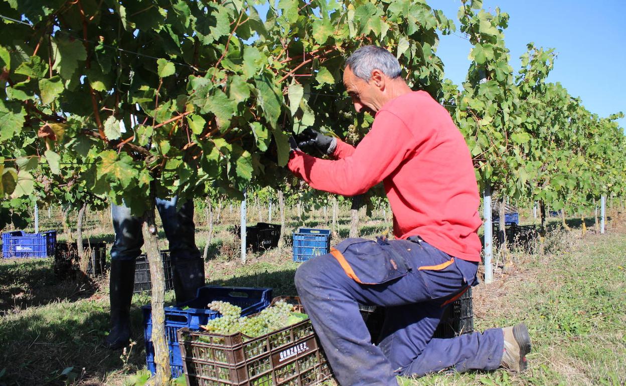 La producción de txakoli está documentada en la comarca de Ayala desde el siglo XI. 