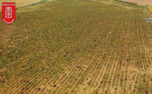 Desmantelan en Navarra el mayor cultivo de marihuana de Europa