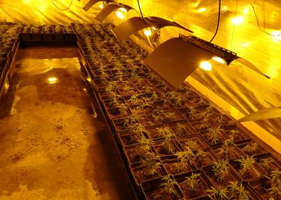 Imagen secundaria 1 - Desmantelan una plantación con más de mil ejemplares de marihuana en Trapagaran