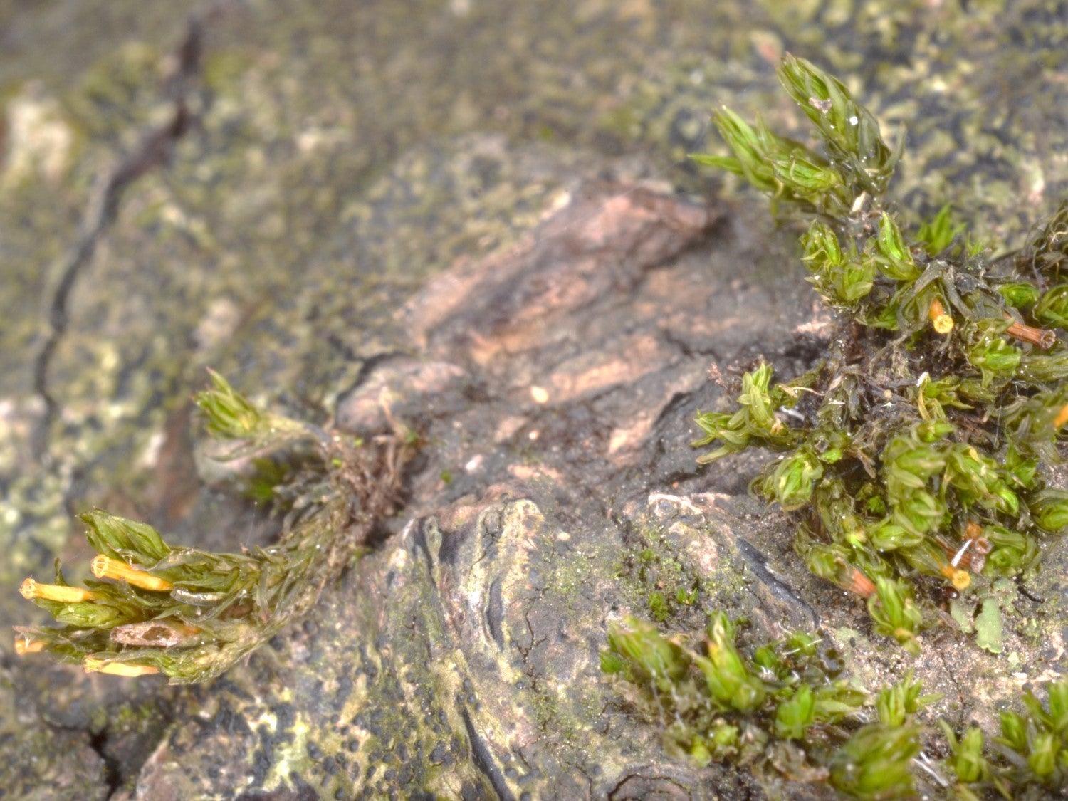 Álava elabora un estudio sobre la presencia en el territorio de un musgo único en el mundo