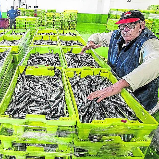 Descarga de anchoas ayer al mediodía en Ondarroa. 