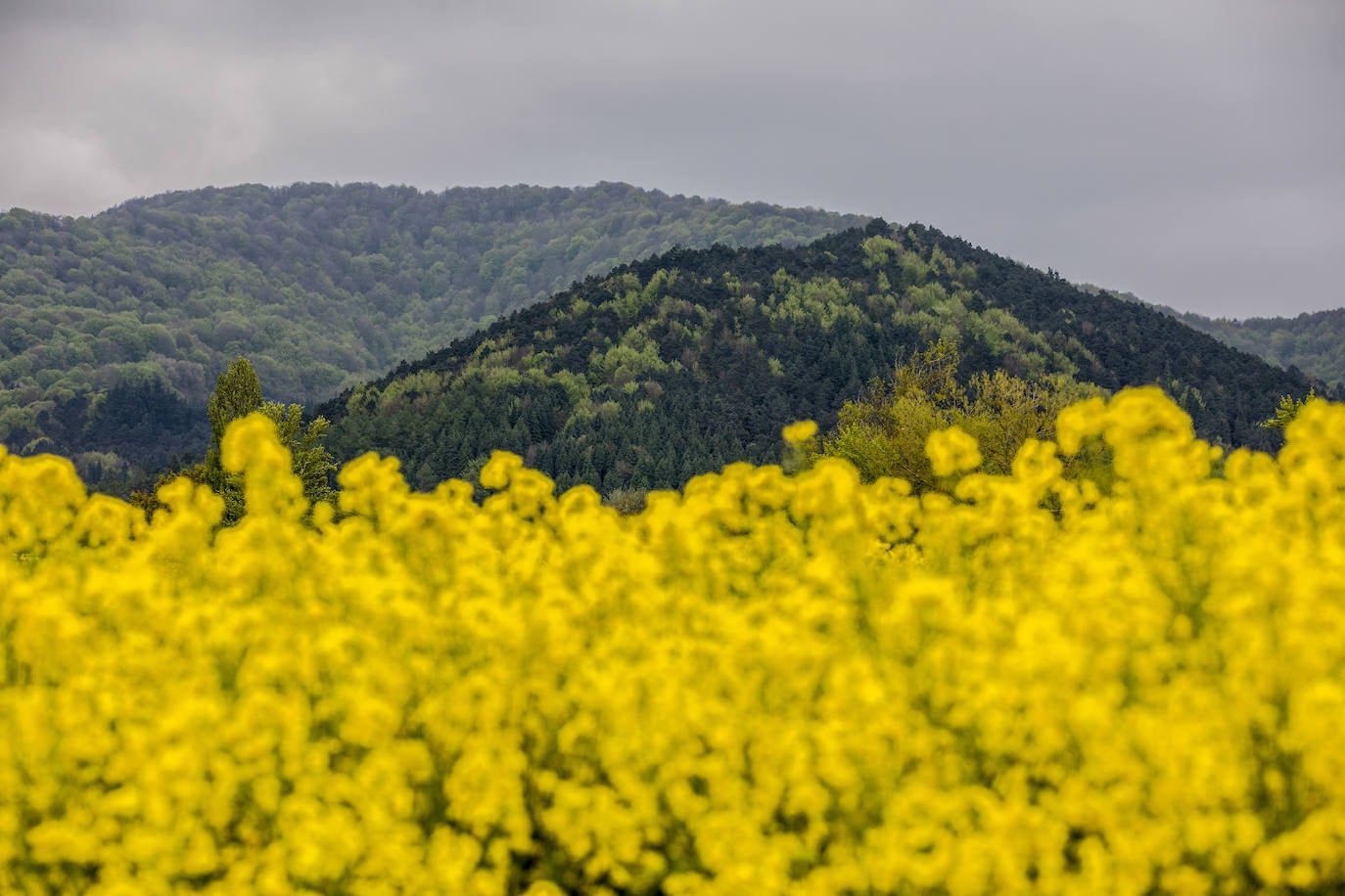 Álava ha duplicado la producción de colza en dos años. Se trata de un cultivo «cada vez más rentable» para los agricultores de la provincia. Esta plantación se ubica en la localidad de Hijona.