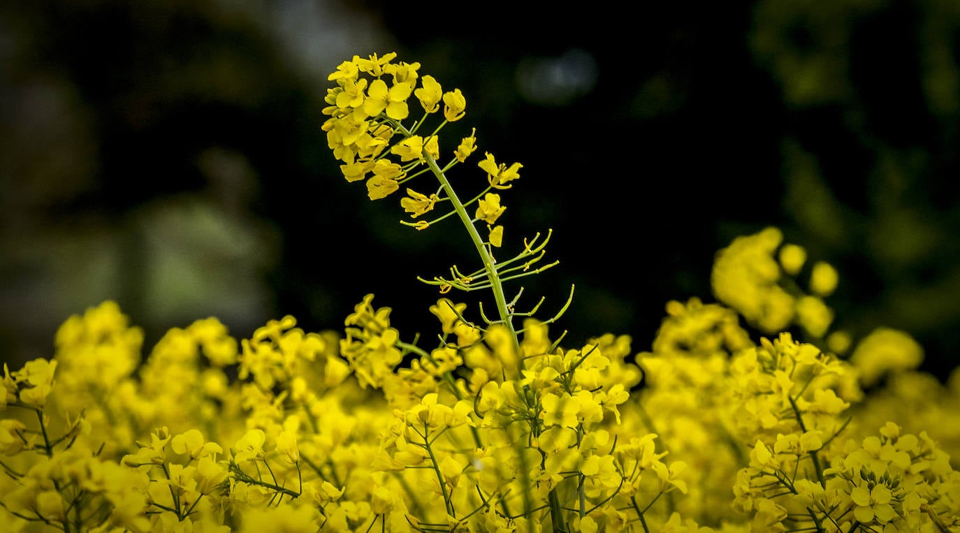 Esta planta, perteneciente a la familia de las oleaginosas, cada vez está más presente en la Llanada y los Valles Alaveses, en concreto, en la cuadrilla de Añana. Ocupa ya una superficie de 1.449 hectáreas, casi el doble que hace dos años, y le gana terreno a otros cultivos como la remolacha o la patata, que entre la de consumo y la de siembra suman menos plantación.