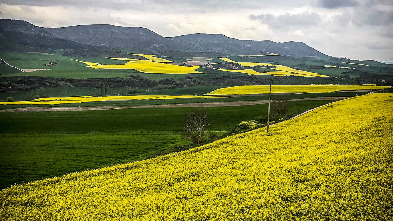 El característico amarillo de los campos de colza de Álava destaca sobre el verde de montañas y otros terrenos agrícolas.