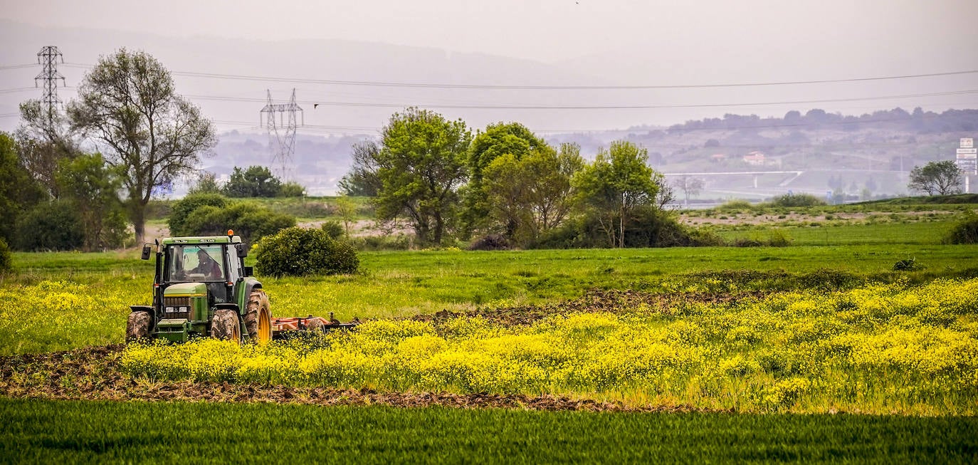 Un agricultor trabaja sobre una de las plantaciones de colza de Álava.