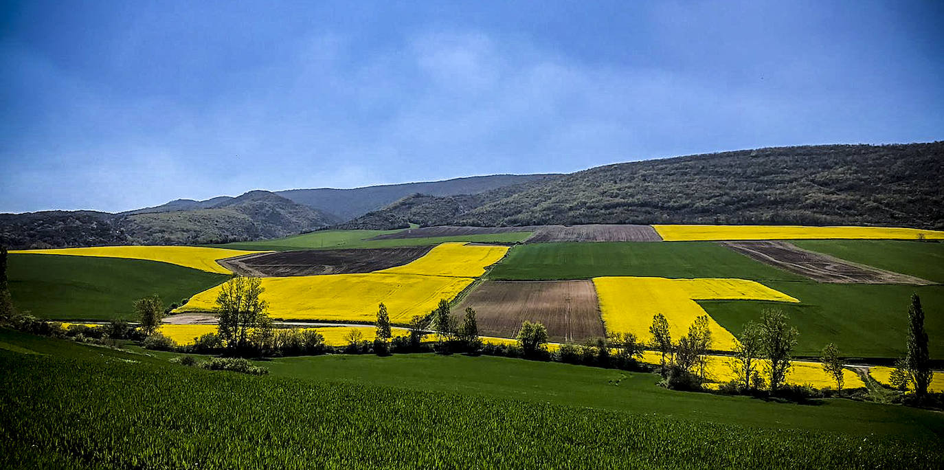 El cielo azul marida con el verde y el amarillo de las plantaciones de colza.