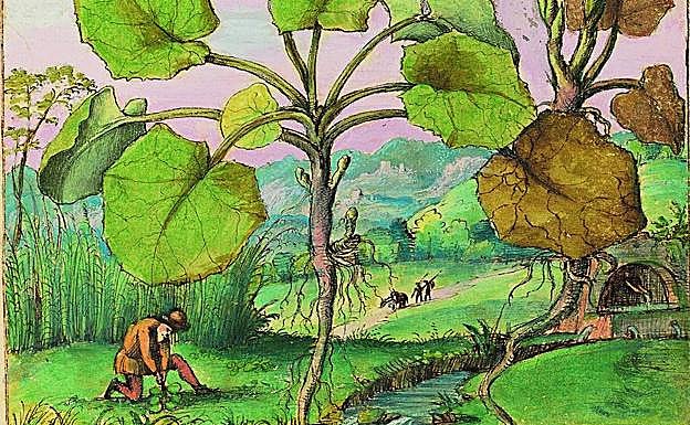 Una de las 168 ilustraciones del 'Dioscórides de Cibo y Mattioli'.