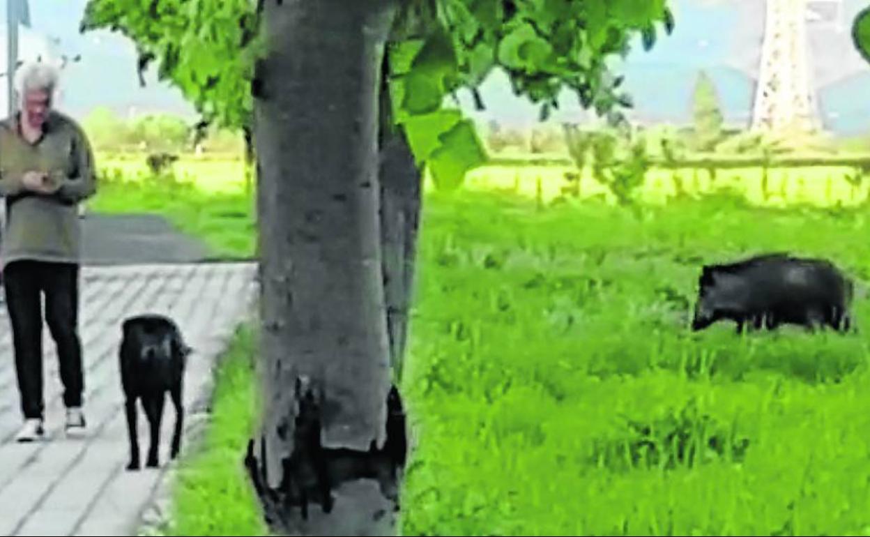 El jabalí, que parecía buscar comida, ni se inmutó al pasar un perro a escasos metros. 