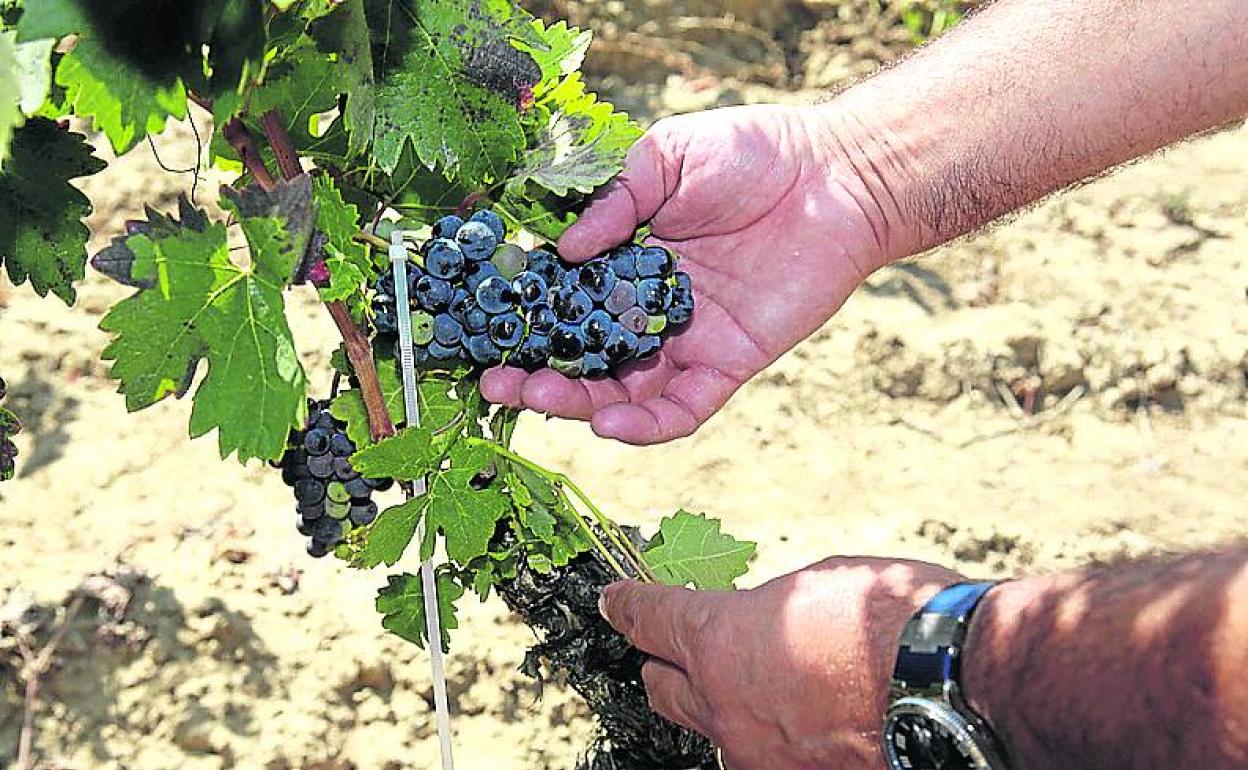 Selección de racimos en un viñedo alavés. 