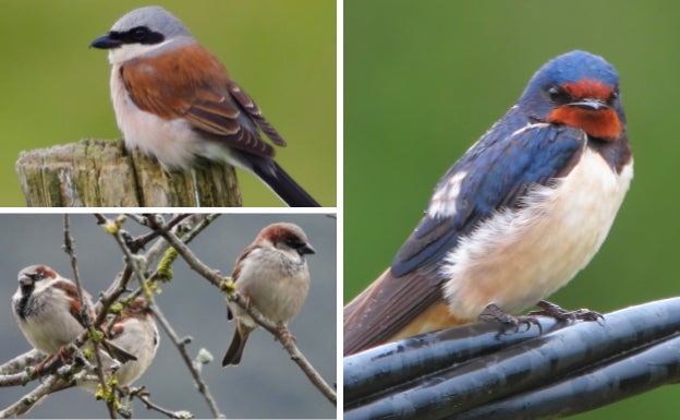 Alcaudón dorsirrojo, gorrión molinero y golondrina son tres de las especies de aves cuyas poblaciones decrecen alarmantemente en los entornos agrícolas. 