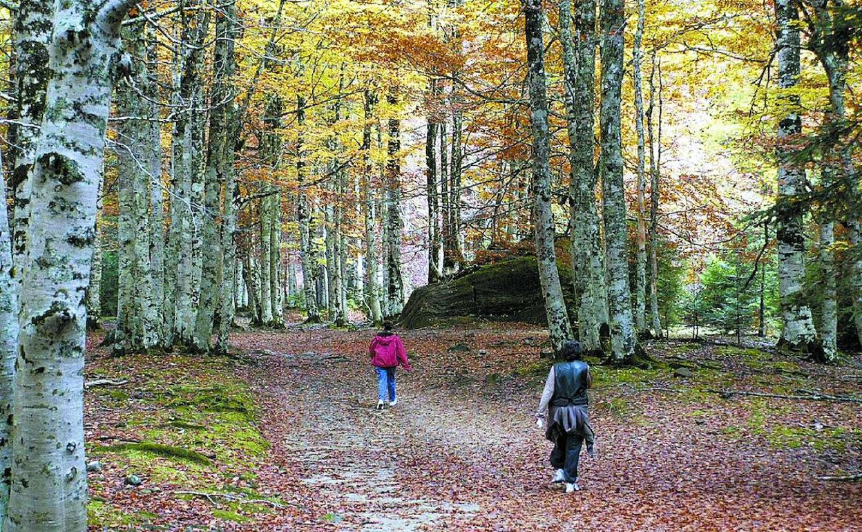 Senderistas en un hayedo de Huesca. 