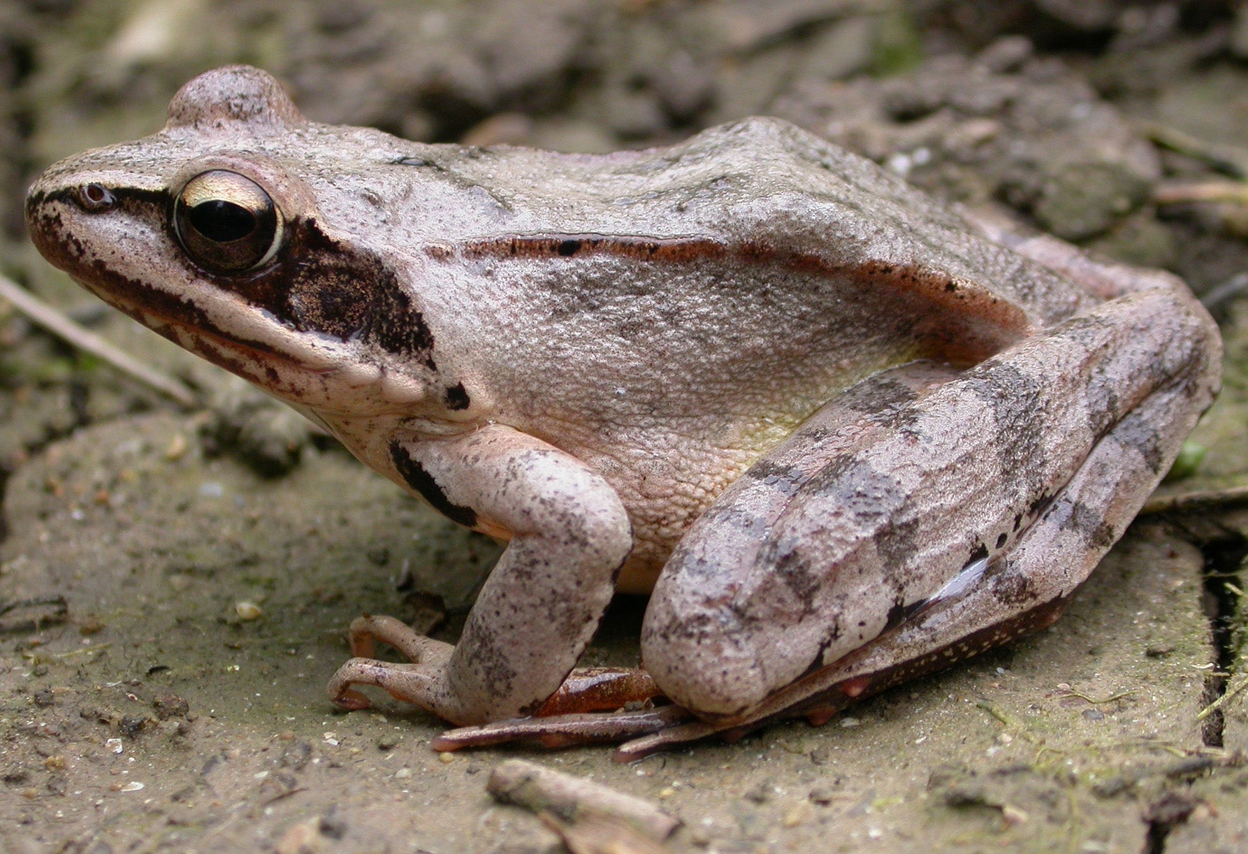 La amenazada rana ágil cría ya en Olárizu y Zabalgana
