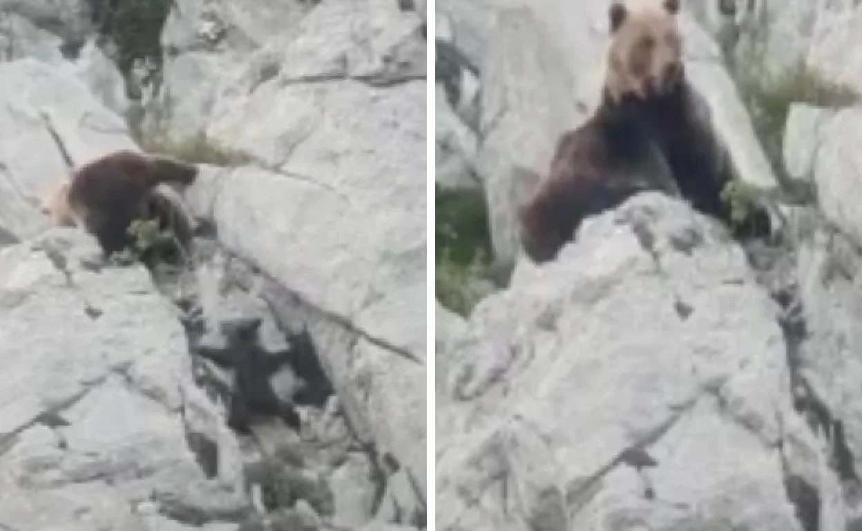 Brutal pelea entre osos en la montaña palentina: La madre está muerta y el  osezno desaparecido | El Correo