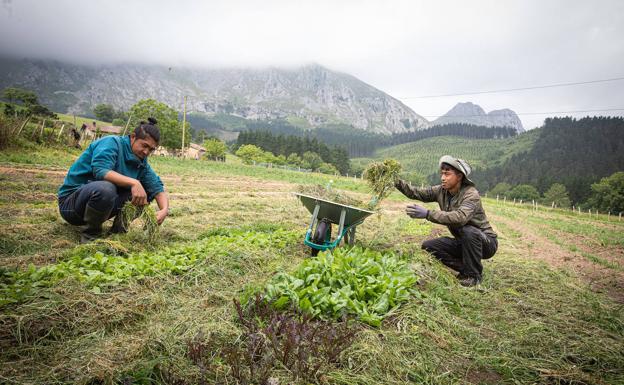 Kazuki, agrónomo, e Hiroki, que fue cocinero en el restaurante Louis Vuitton de Osaka, trabajan en la huerta recién plantada. 