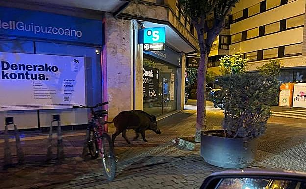 El cochino, de paseo por la calle Andrés Larrazabal de Las Arenas. 