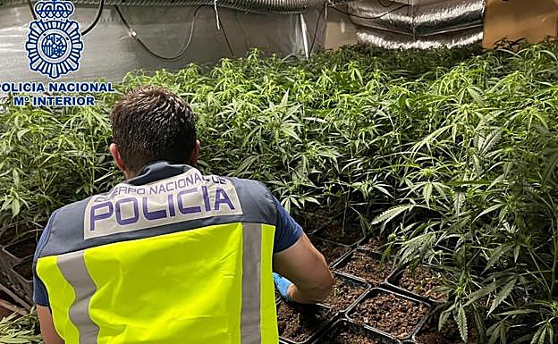 Detenido con una plantación de 1.212 plantas de marihuana en un piso de Rekalde