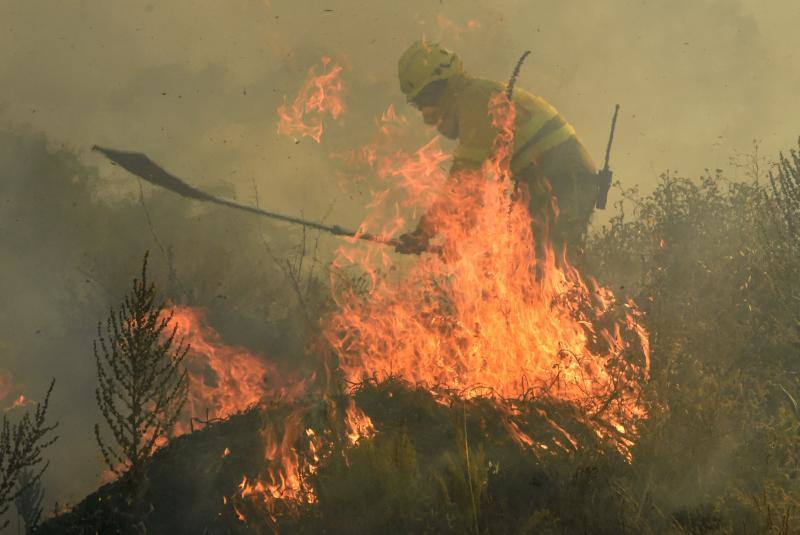 Fotos: Los incendios devoran Zamora