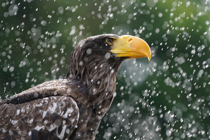 Fotos: Alerta roja por calor extremo en Reino Unido por primera vez en su historia