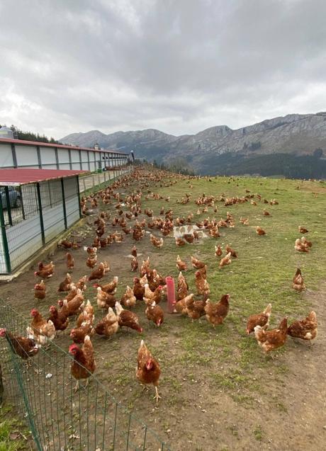 Las gallinas camperas que Portilla tiene en un monte, a cinco kilómetros de San Felices.