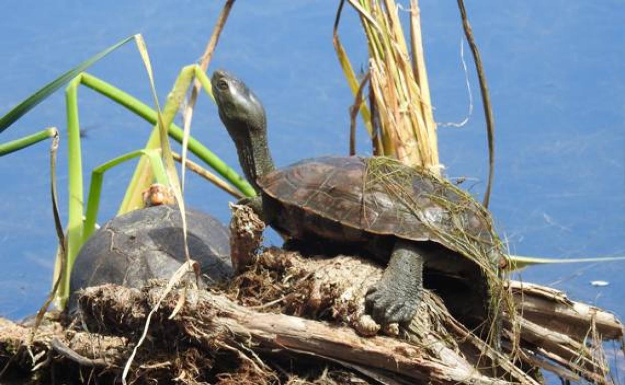 Último ejemplar encontrado de 'Galapago leproso'.