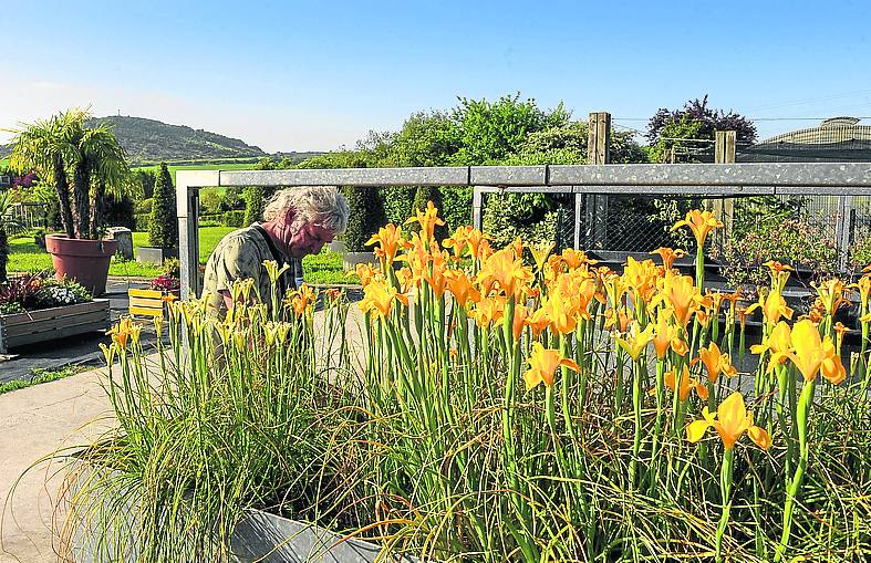 Espacio reservado a las especies ornamentales, destinadas a eventos. 