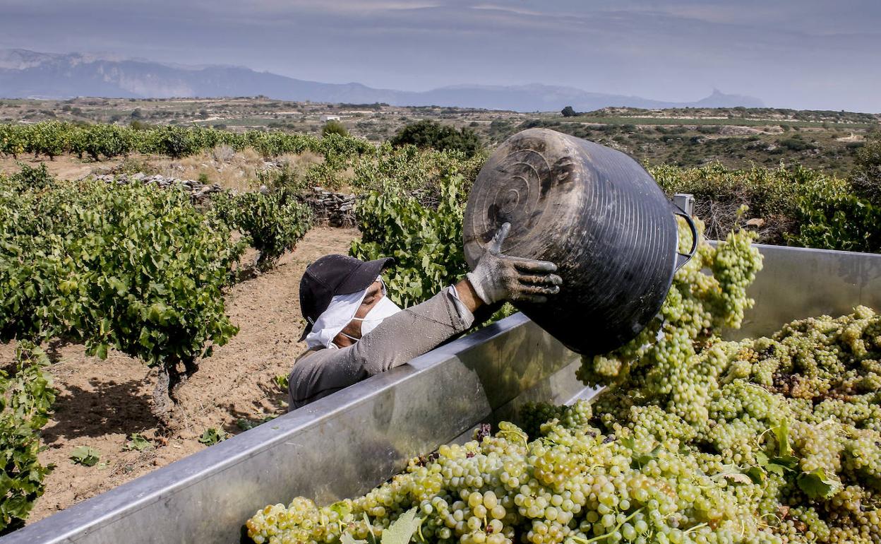 Vendimia de uva blanca para una bodega de Lapuebla de Labarca.